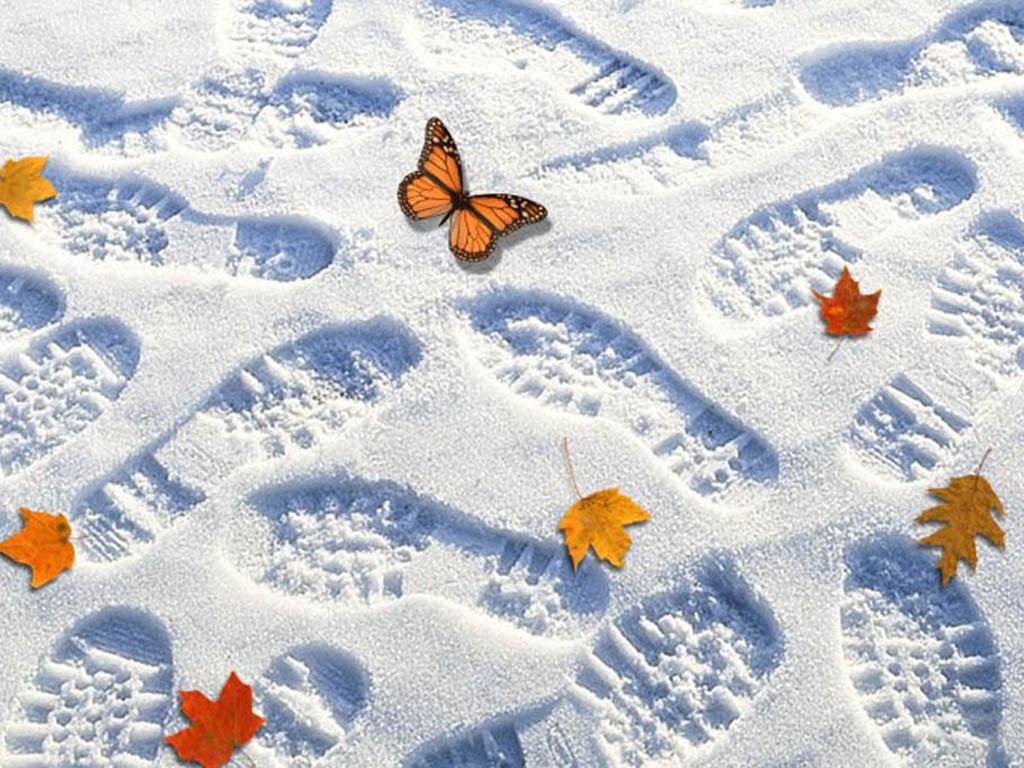 обои Бабочка на снегу фото