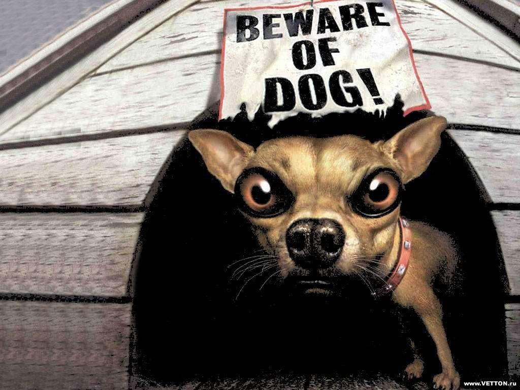 обои Beware of dog фото