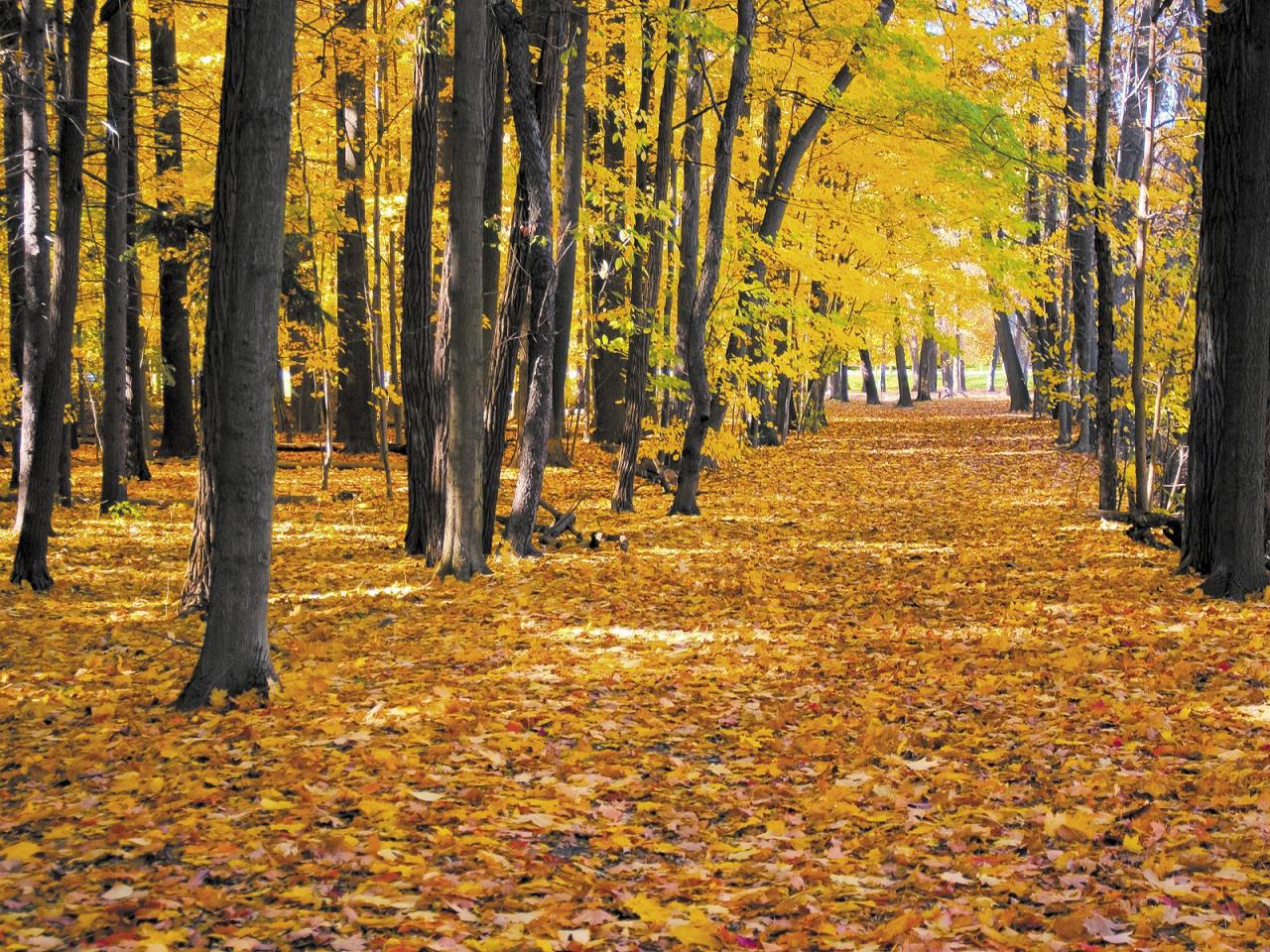 обои Autumn Pathway, Rocky River, Ohio фото