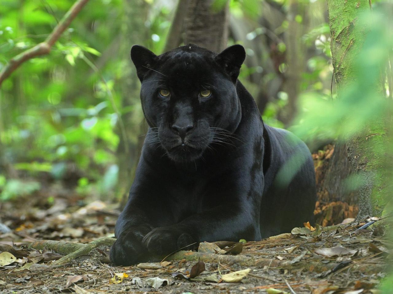 обои Awaiting Jaguar, Belize фото