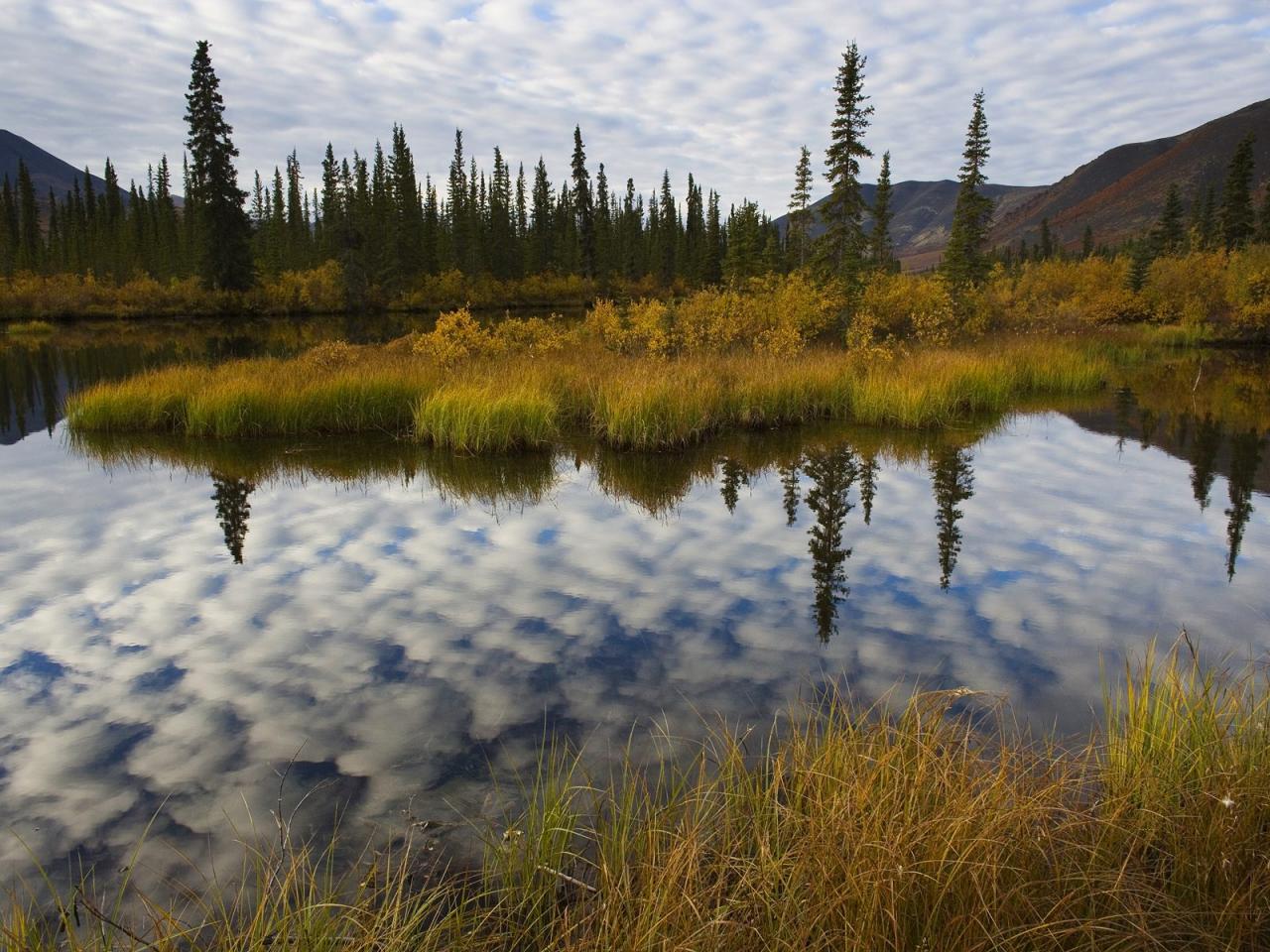 обои Boreal Forest, Ogilvie Mountains, Yukon, Canada фото