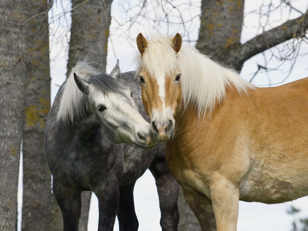 обои Connemara Horses, Sweden фото