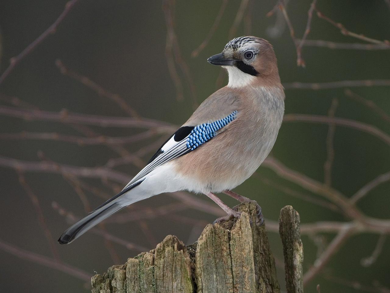 обои Eurasian Jay, Neuhaus im Solling, Germany фото