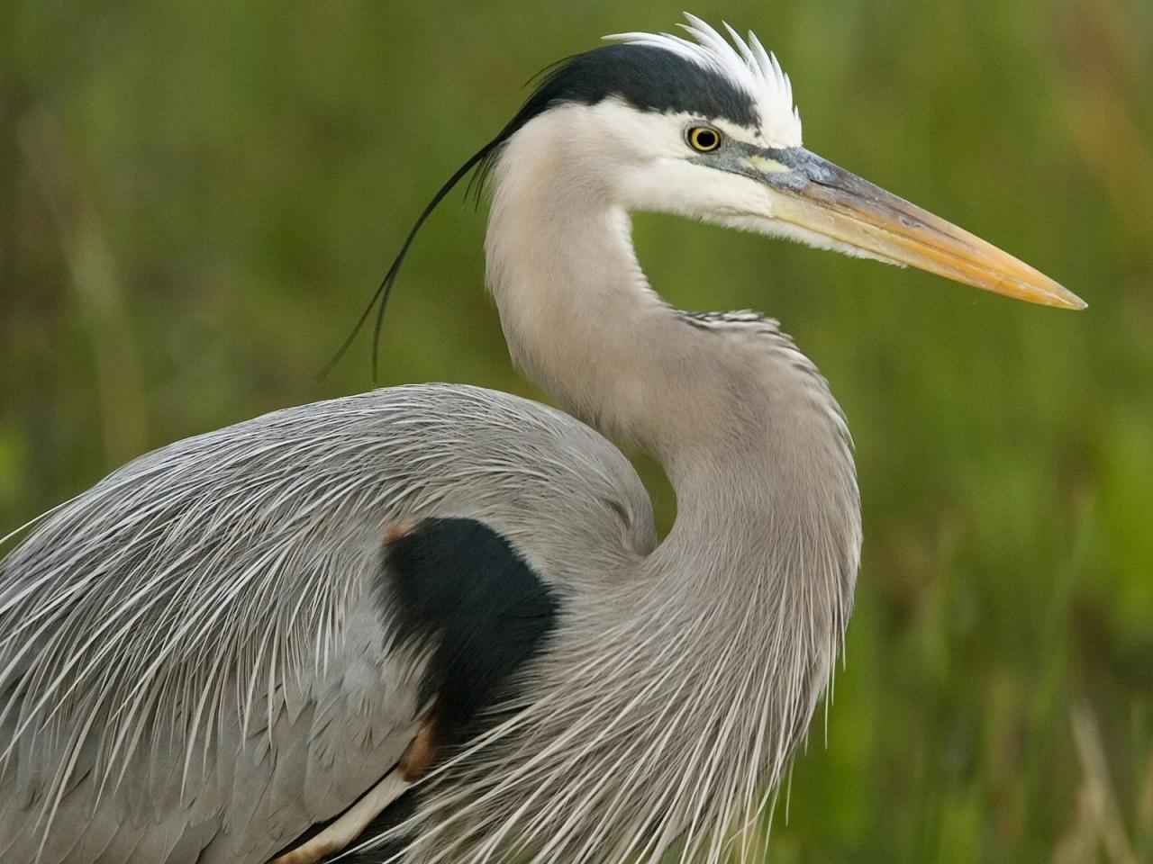 обои Great Blue Heron, Florida фото