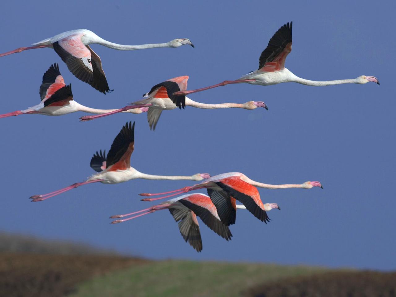 обои Greater Flamingos, Sardinia, Italy фото