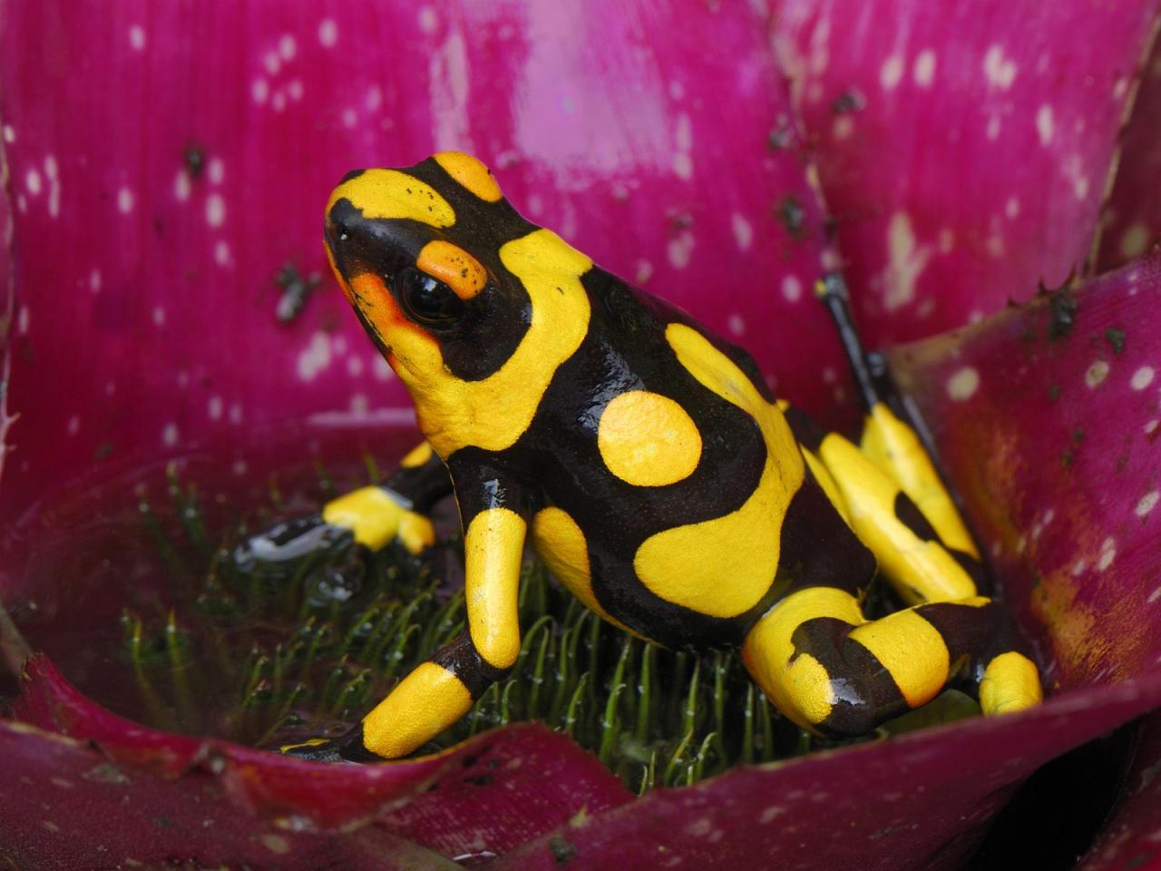 обои Harlequin Poison Dart Frog, Cauca, Colombia фото