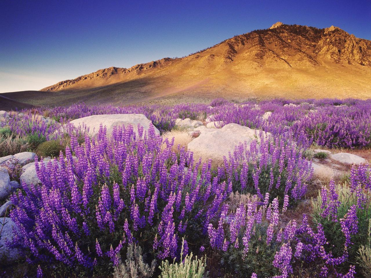 обои Inyo Bush Lupin, Sierra Nevada Range, California фото