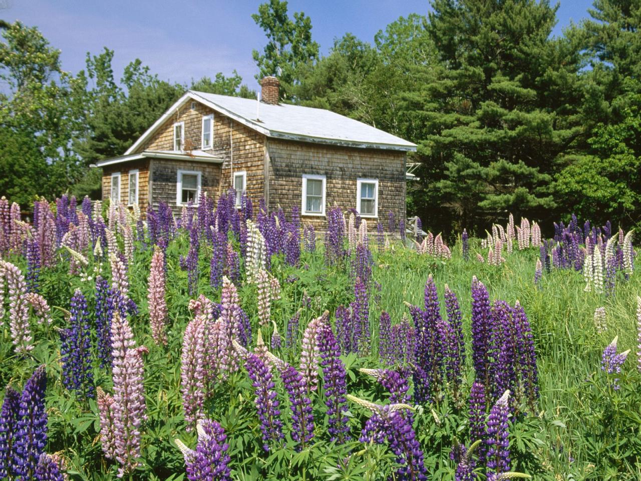 обои Lupines in Bloom, Edgecomb, Maine фото