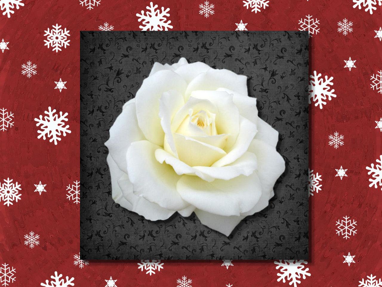 обои HOLIDAY ROSE фото