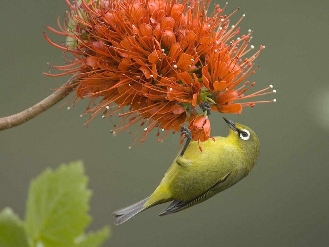 обои Pale White-Eye on a Flowering Bottlebrush фото