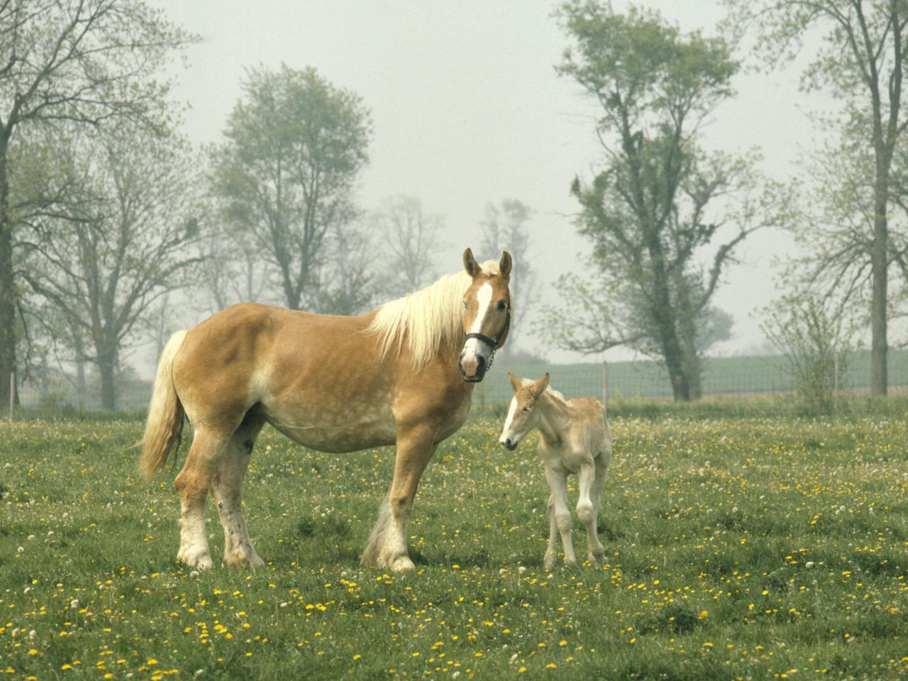 обои Mare and Foal фото