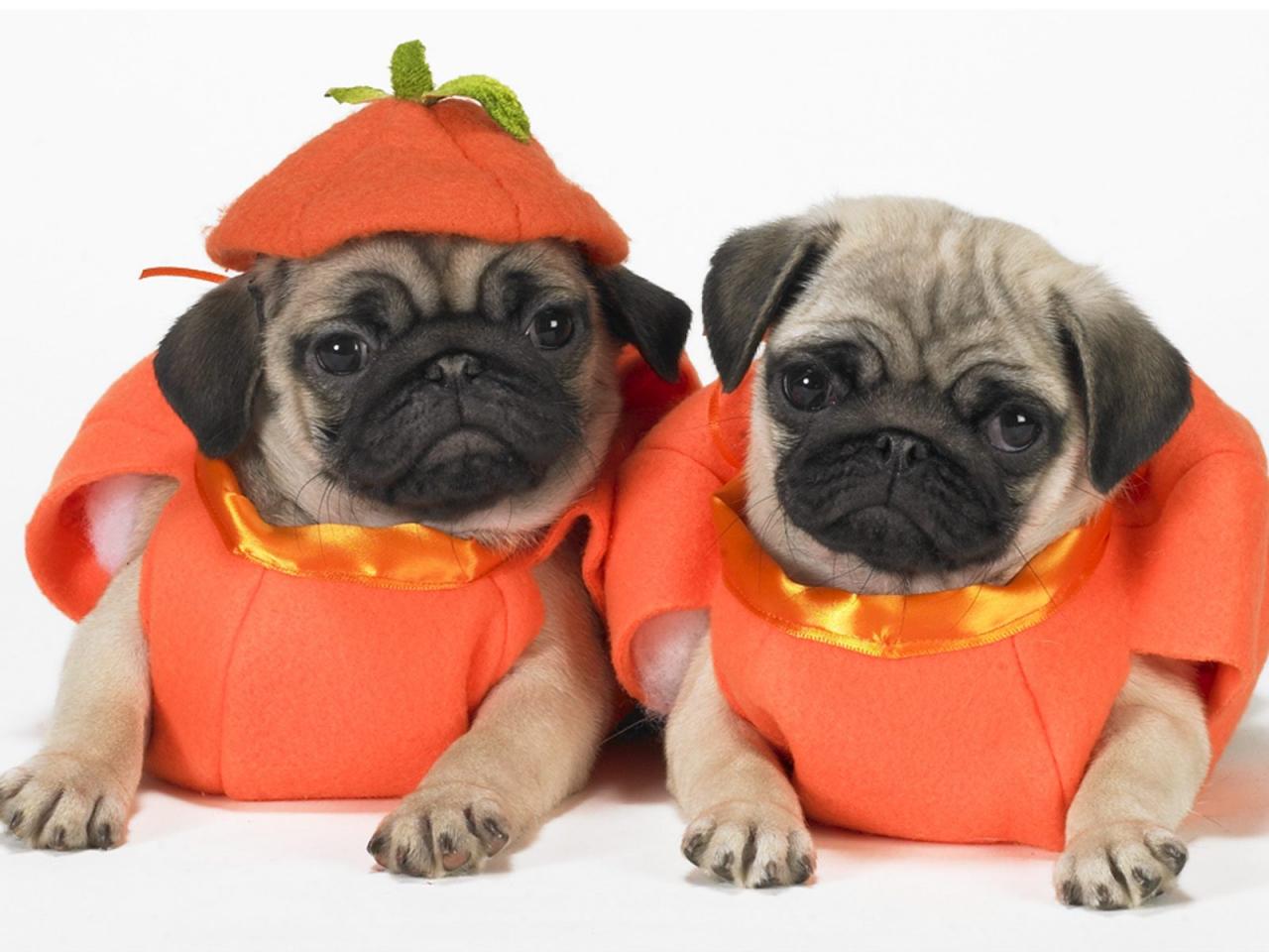 обои Pumpkin Pugs фото