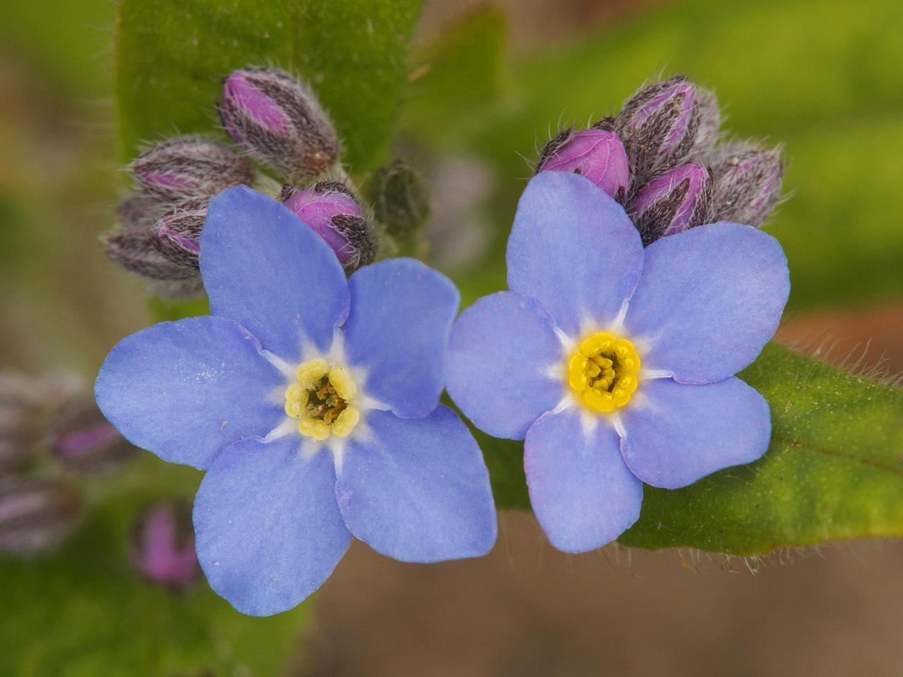 обои Wood Forget-Me-Not Flowers, Netherlands фото