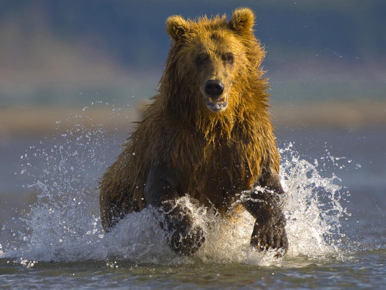 обои Alaskan Brown Bear, Hallo Bay, Alaska фото