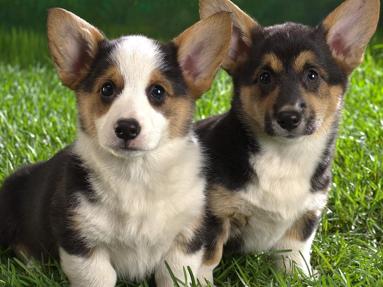 обои Corgi Puppies фото