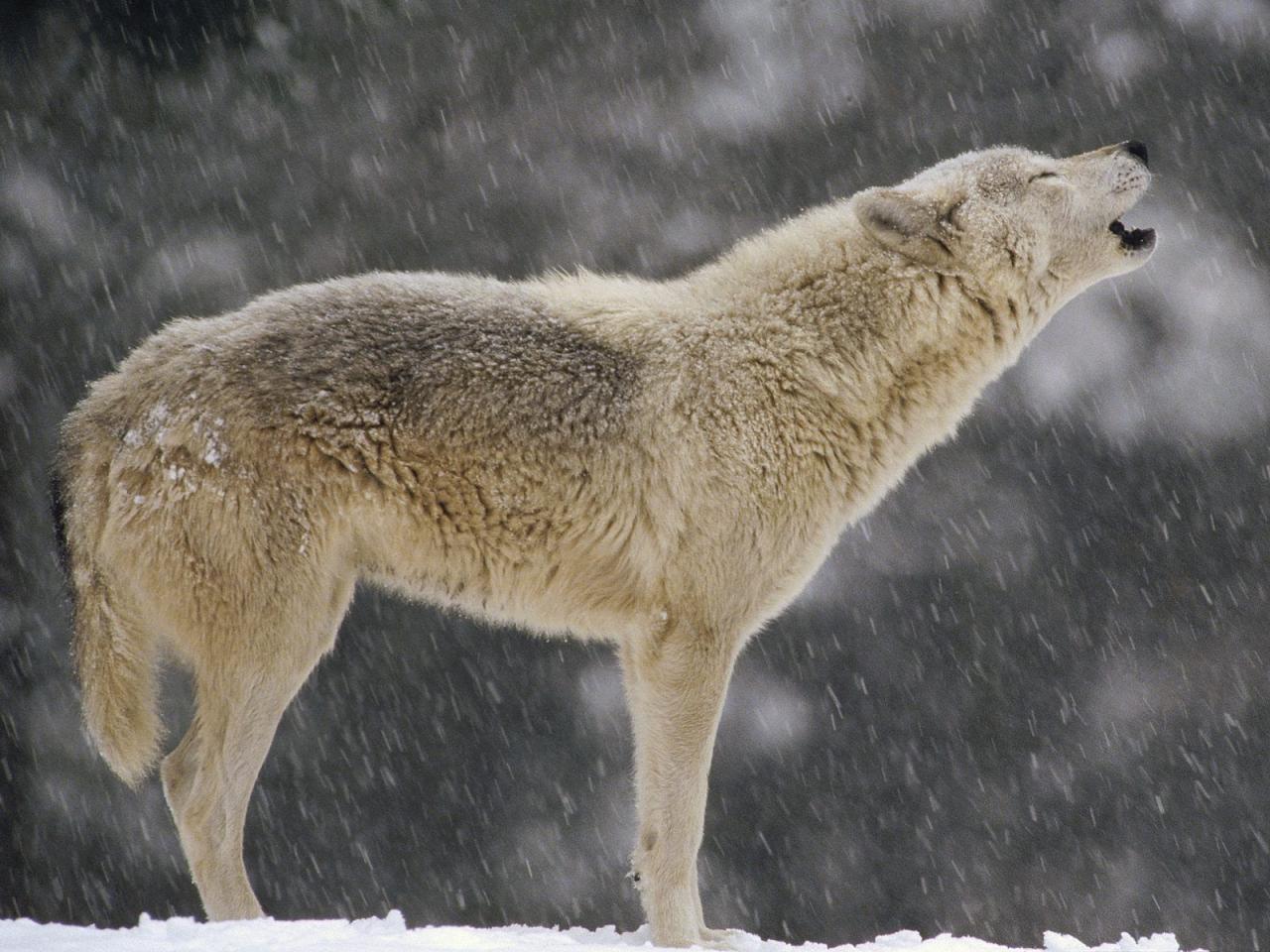 обои Female Timber Wolf Howling фото