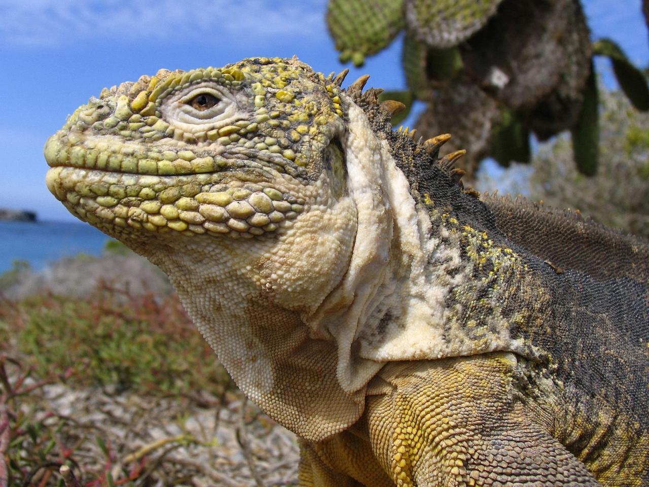 обои Galapagos Land Iguana, Galapagos Islands, Ecuador фото