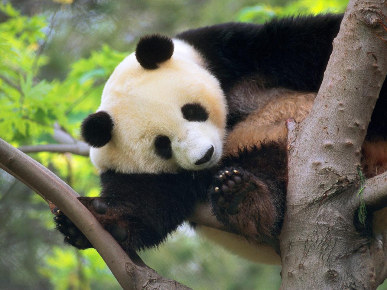 обои Giant Panda in a Tree фото