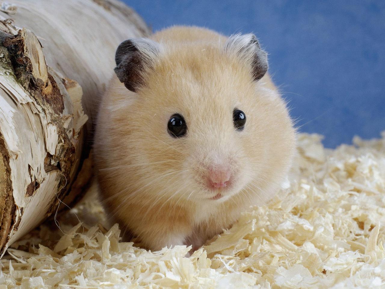 обои Golden Hamster фото