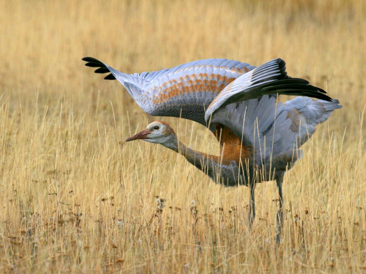 обои Juvenile Sandhill Crane фото