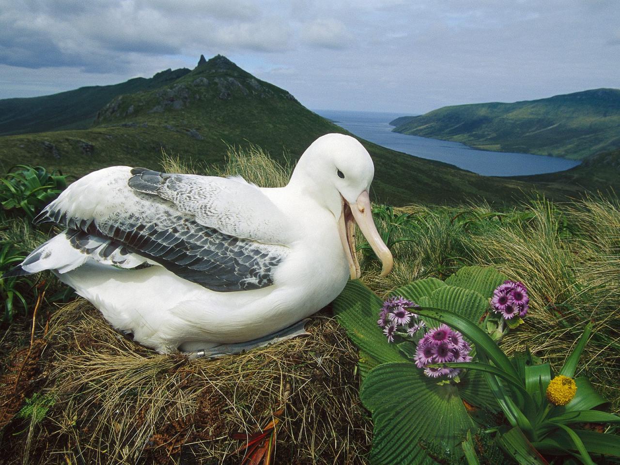 обои Royal Albatross, Campbell Island, New Zealand фото