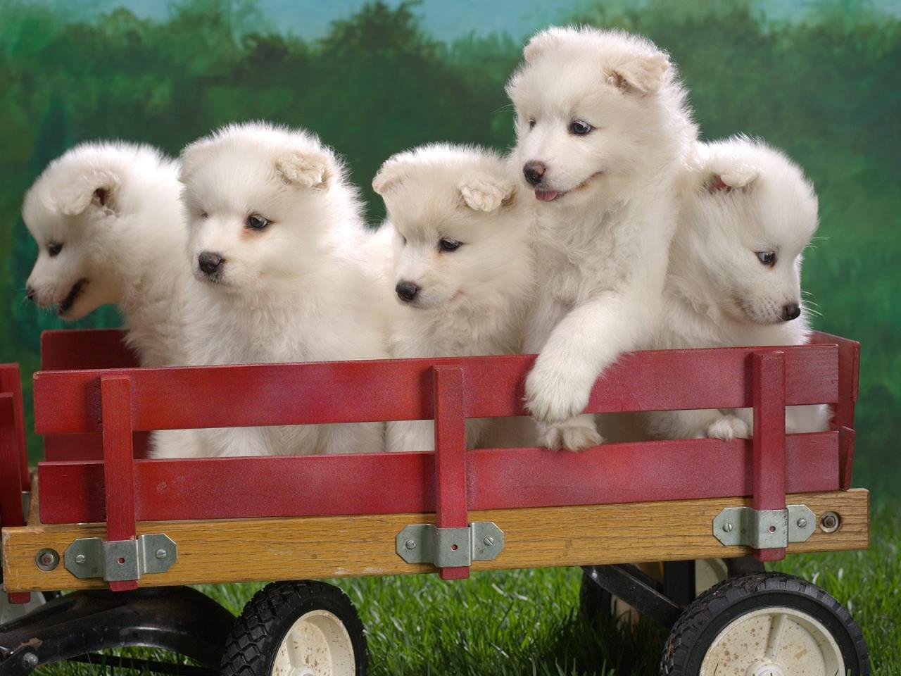 обои Wagonload of Samoyed Puppies фото