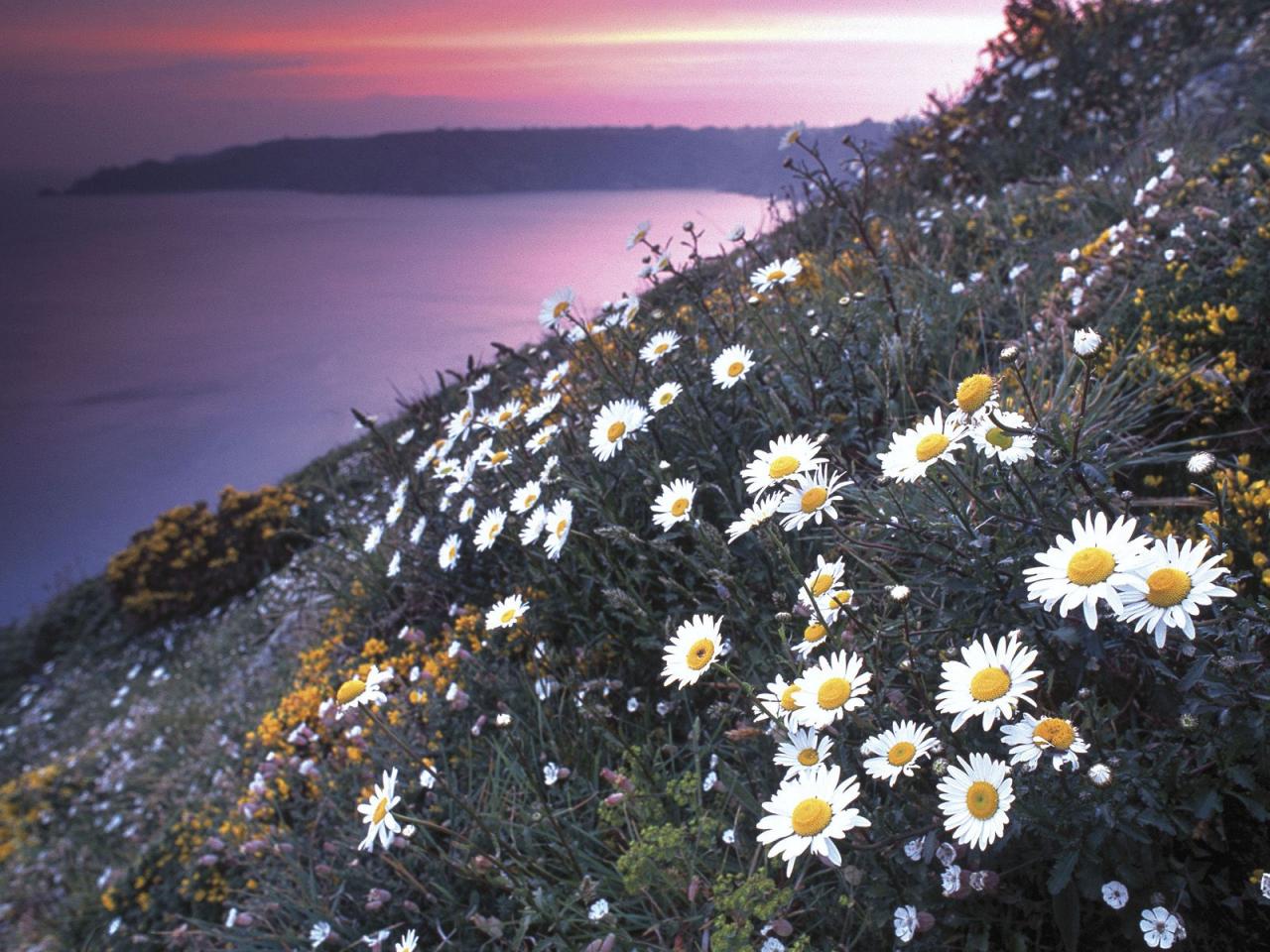 обои Wildflowers, Guernsey, Channel Islands фото