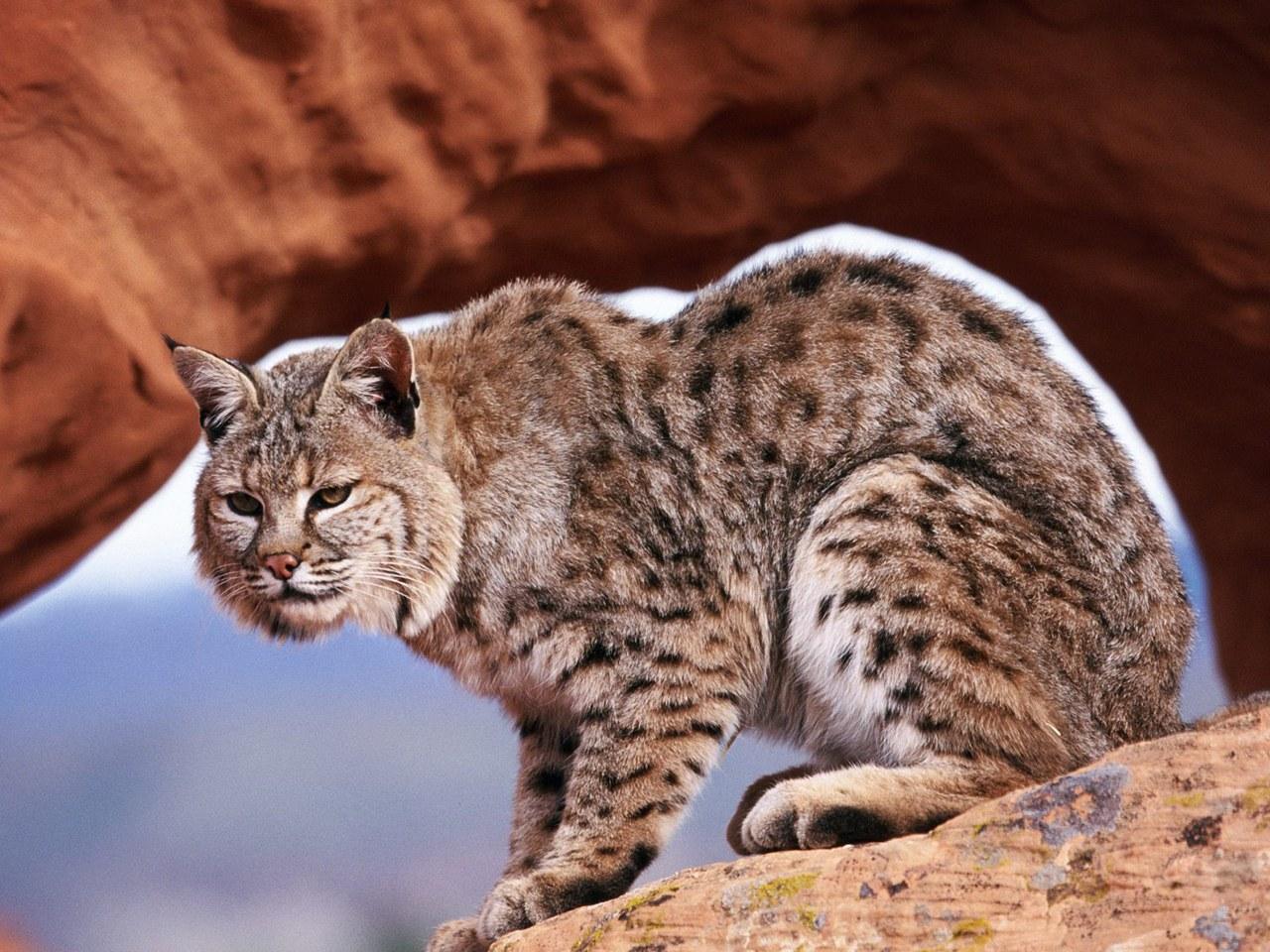 обои A Watchful Bobcat фото