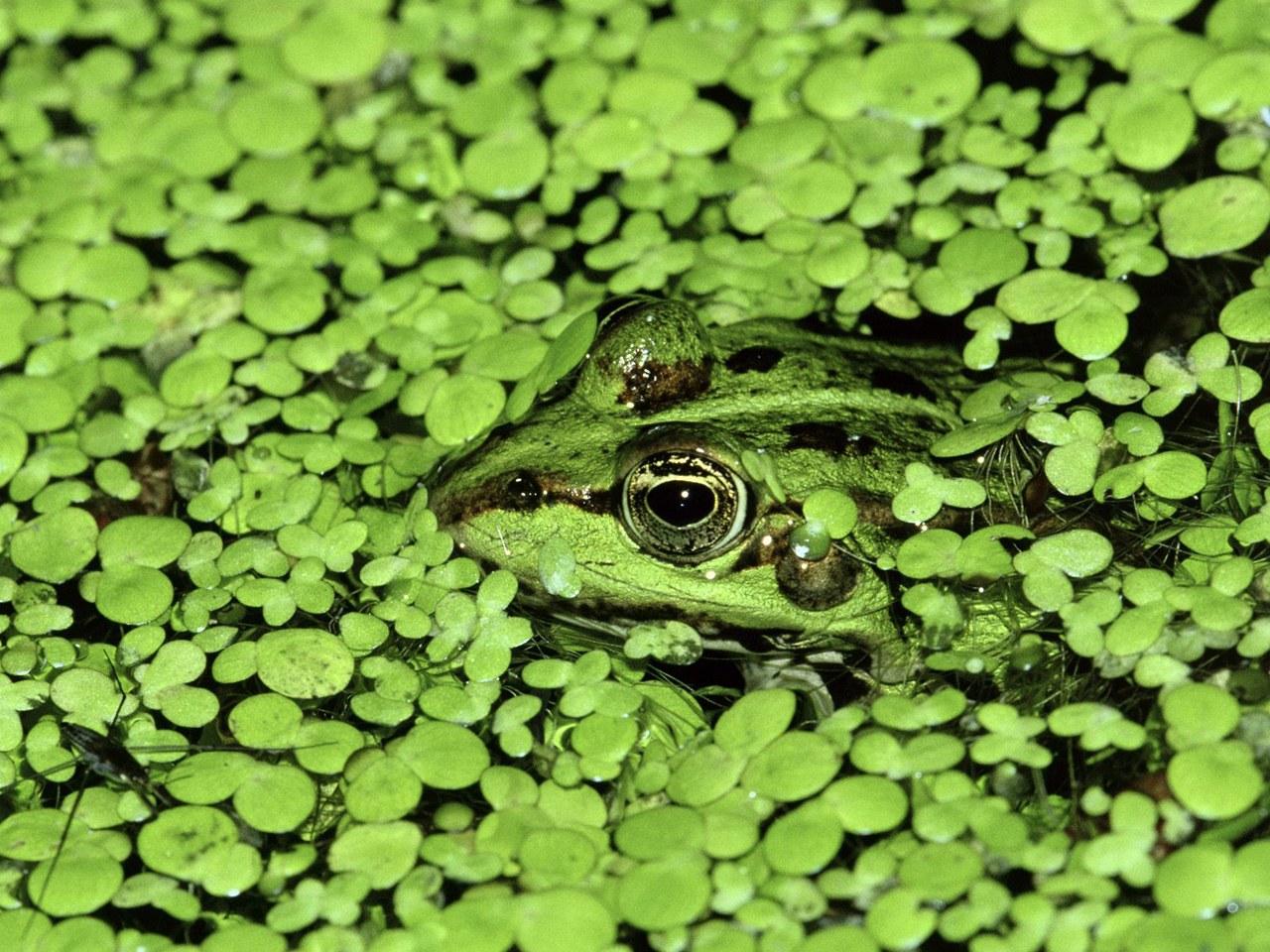 обои Camouflage Frog фото