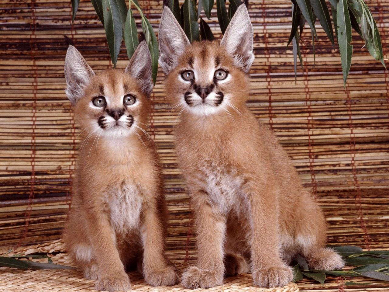 обои Caracals фото