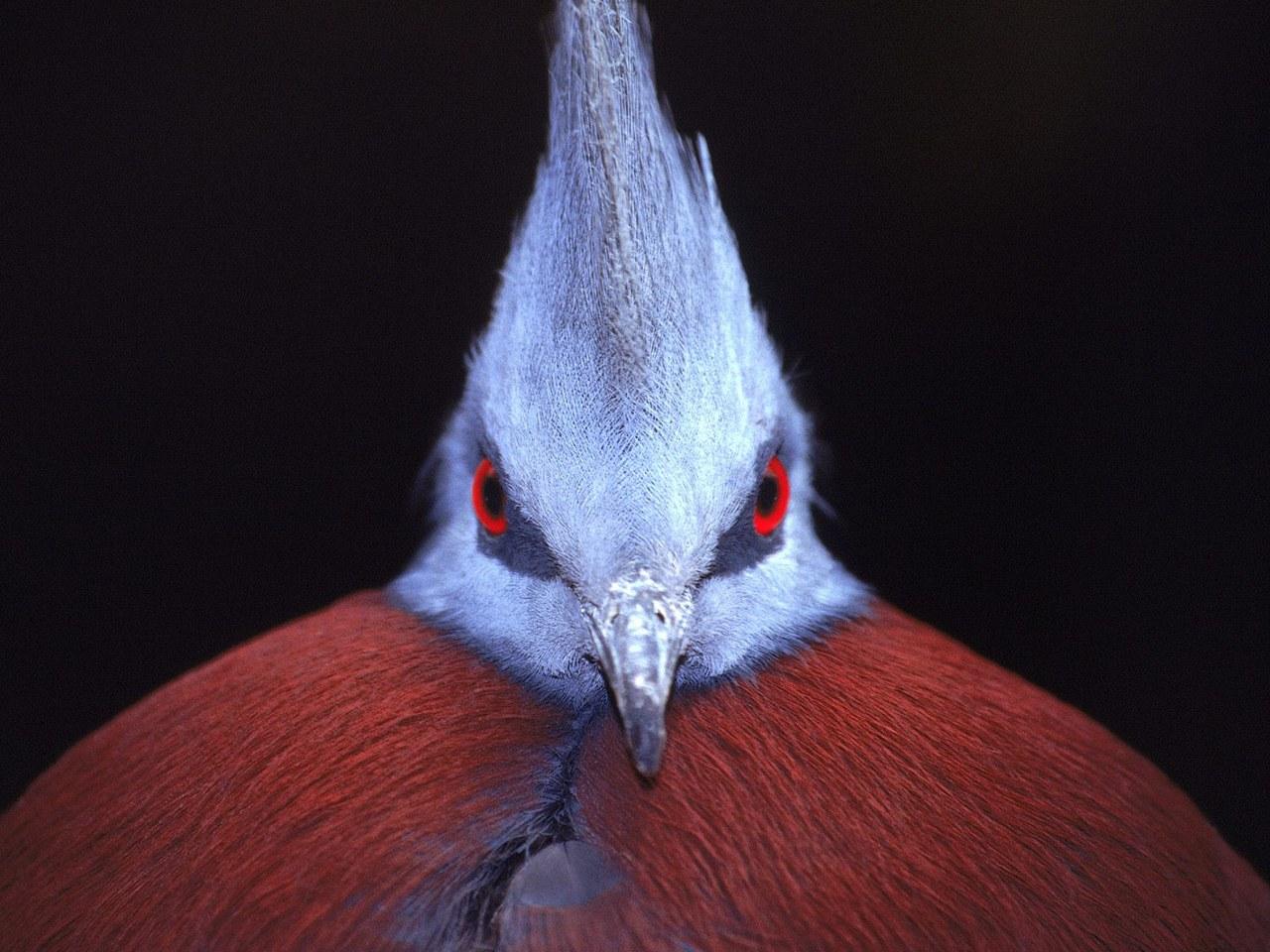 обои Crowned Pigeon фото