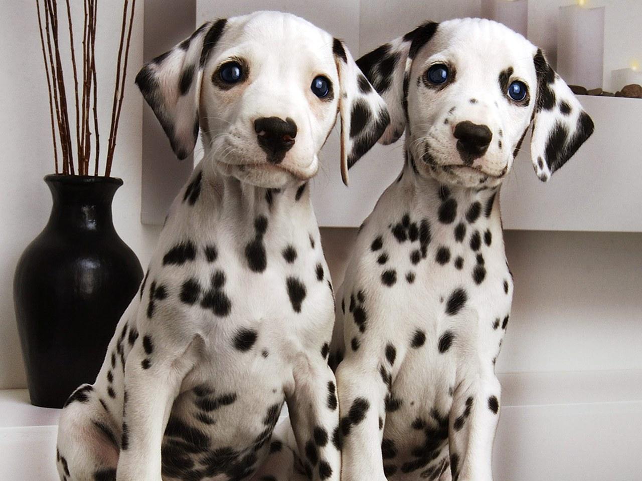 обои Dalmatian Pair фото