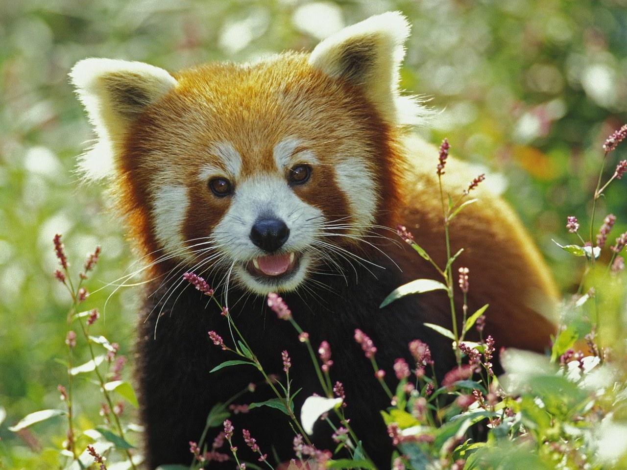 обои Red Panda фото