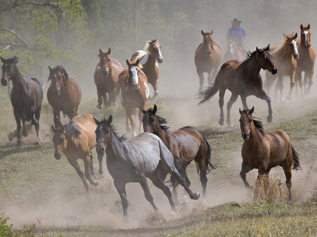 обои Horse Roundup Montana фото