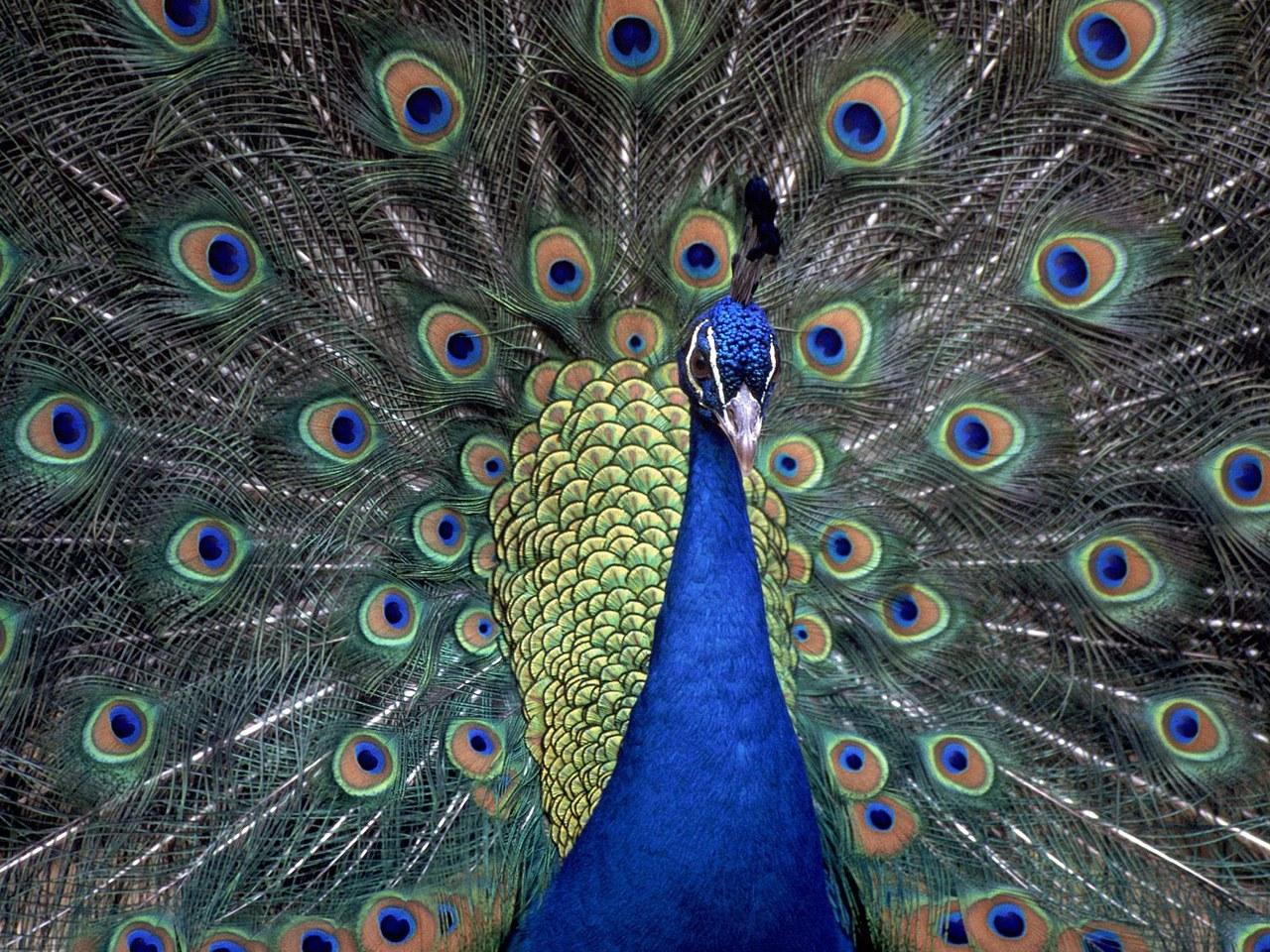 обои Indian Blue Peacock фото