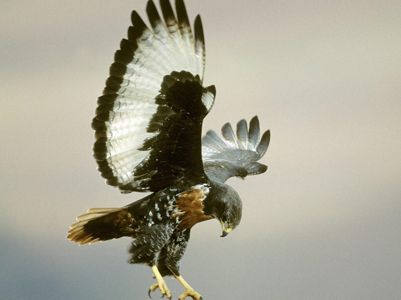 обои Jackal Buzzard in Flight фото