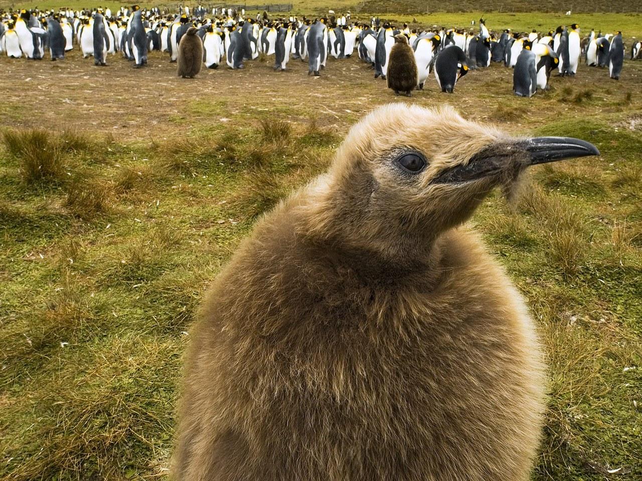 обои King Penguin Chick Falkland Islands фото