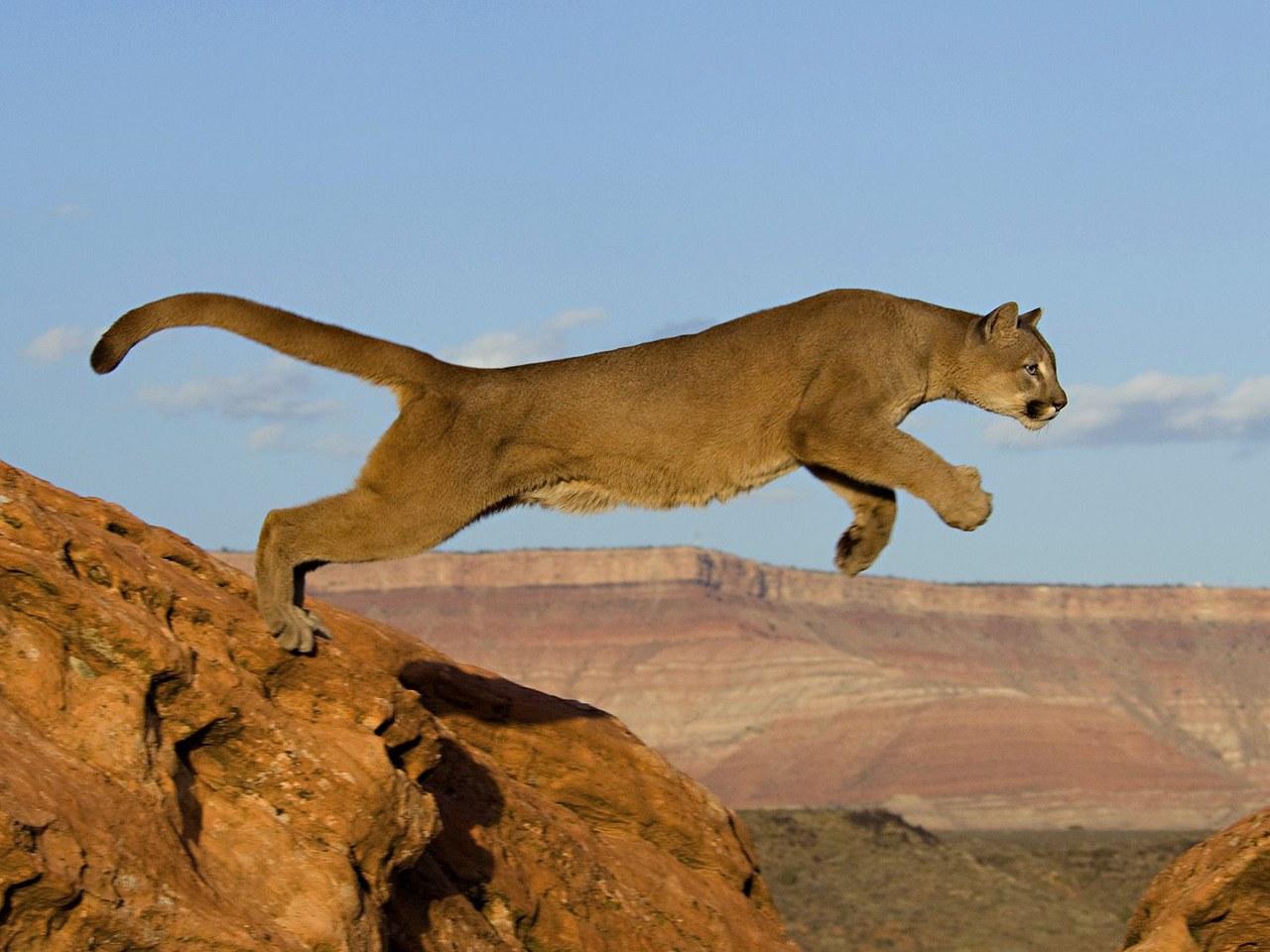 обои Leaping Mountain Lion фото