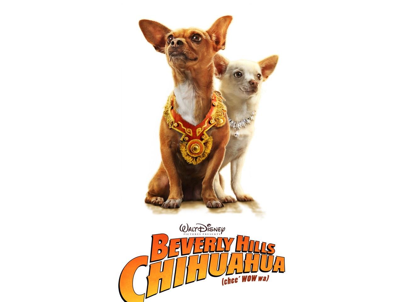 обои Beverly Hills Chihuahua фото