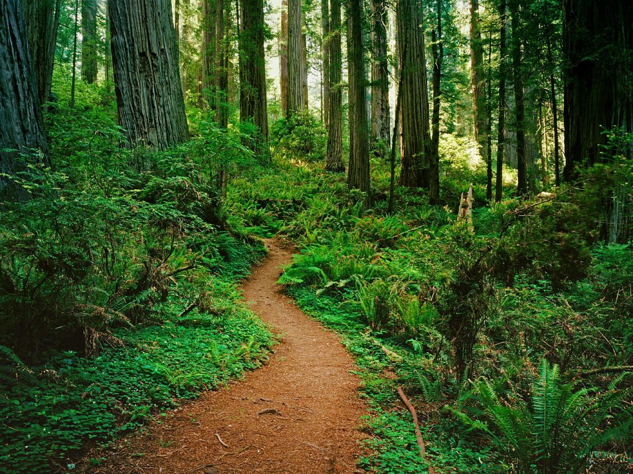 обои Redwood National Park, California фото