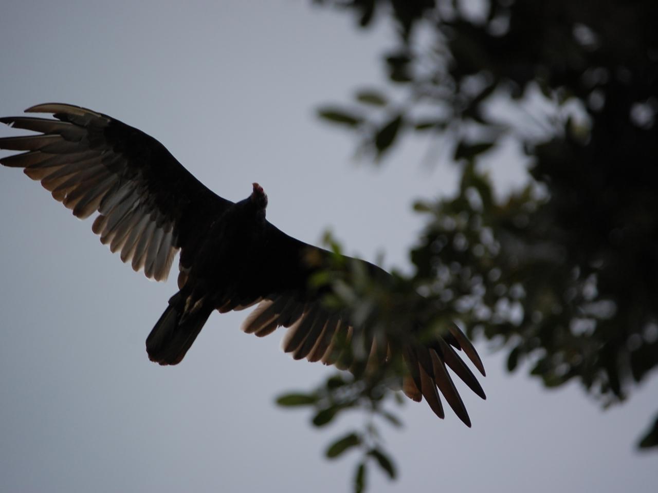 обои Turkey Vulture фото