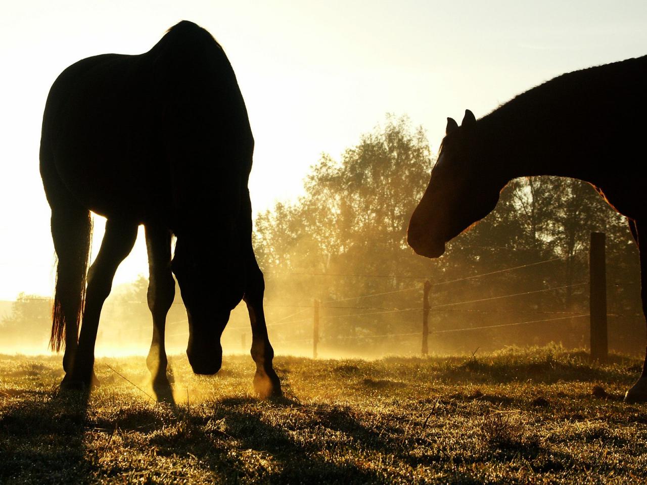 обои Лошади на фоне заката фото