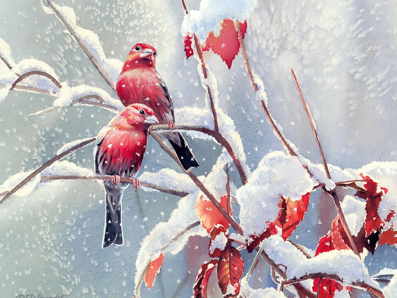 обои Красные птички на зимней ветке фото