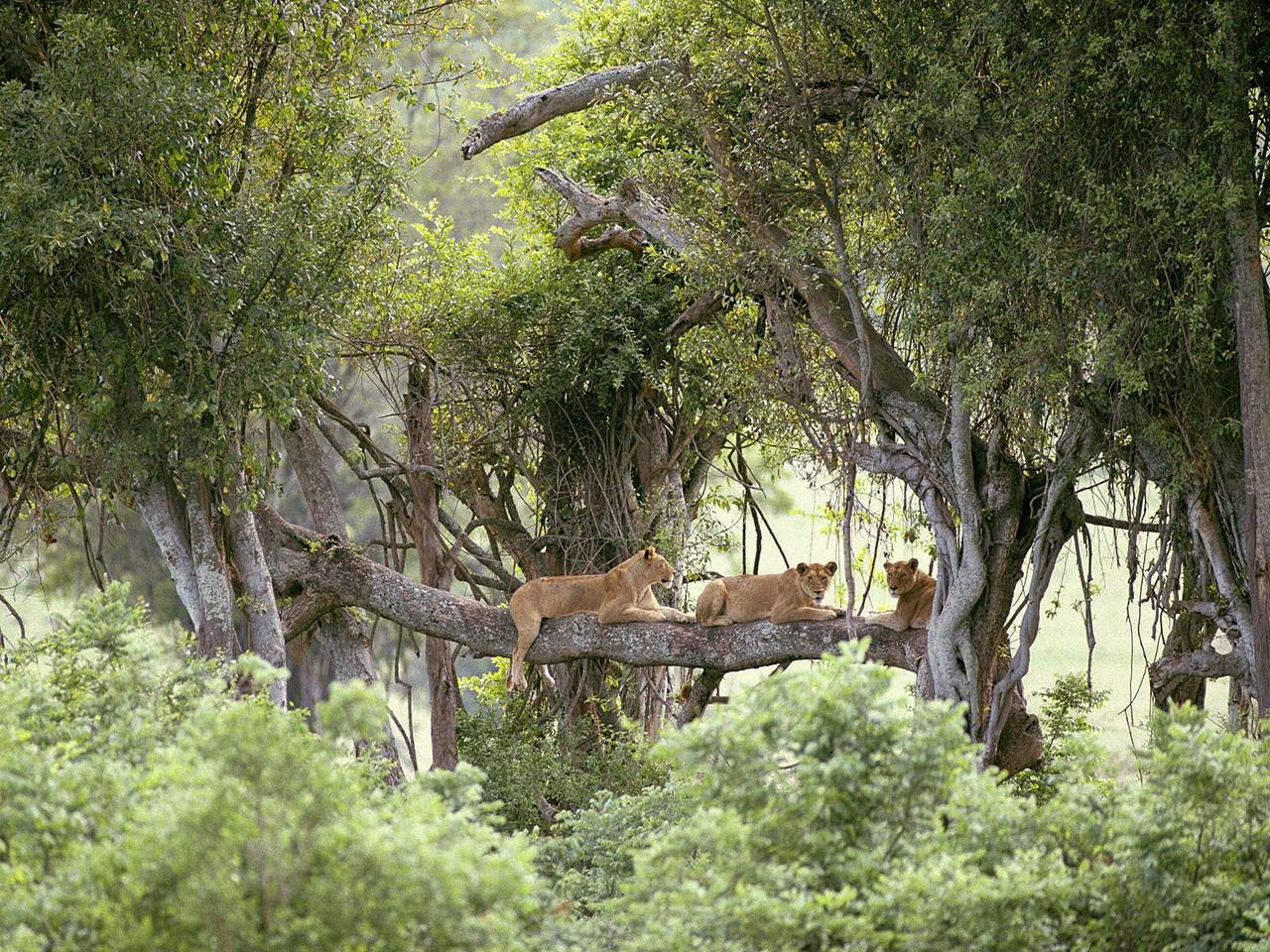 обои Львы на дереве фото