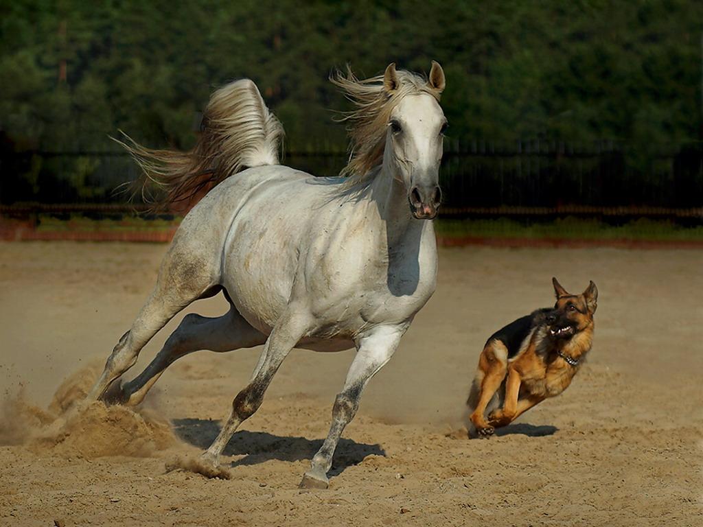 обои News from the paddock фото