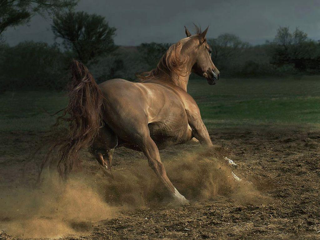 обои The chestnut mare фото