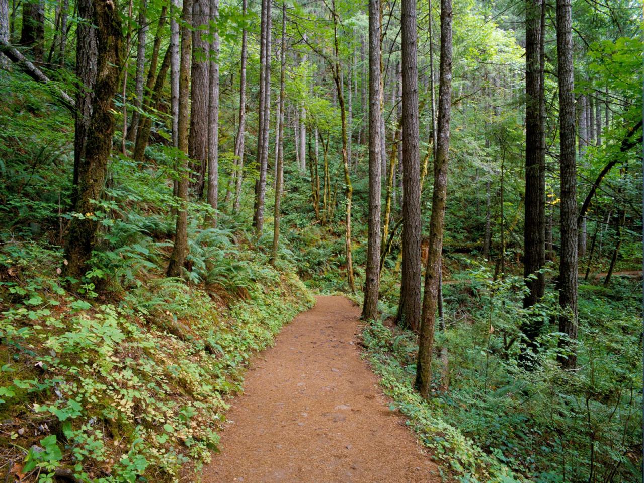 обои Quiet Trail, Columbia River Gorge, Oregon фото