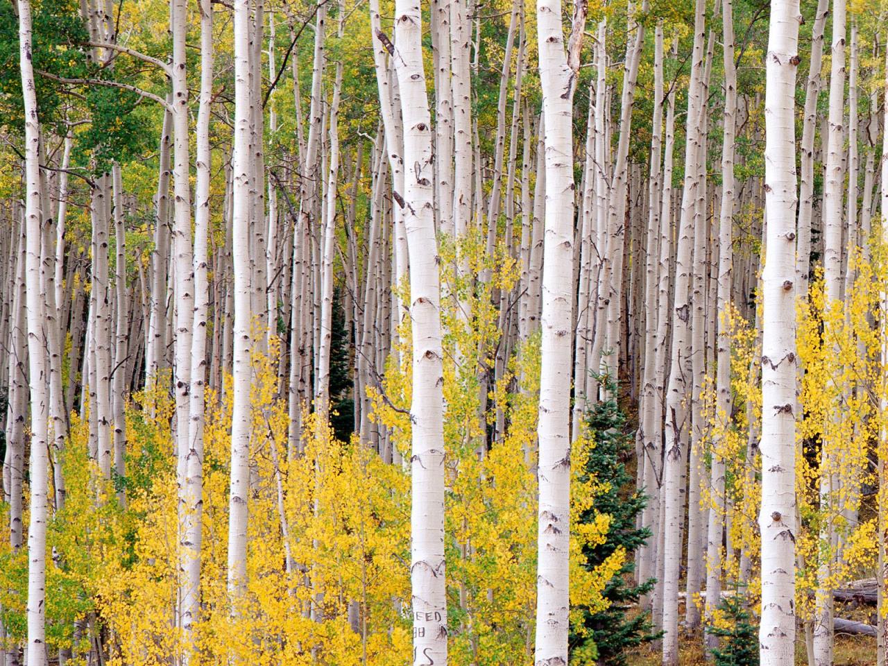 обои Autumn Aspens, Colorado фото