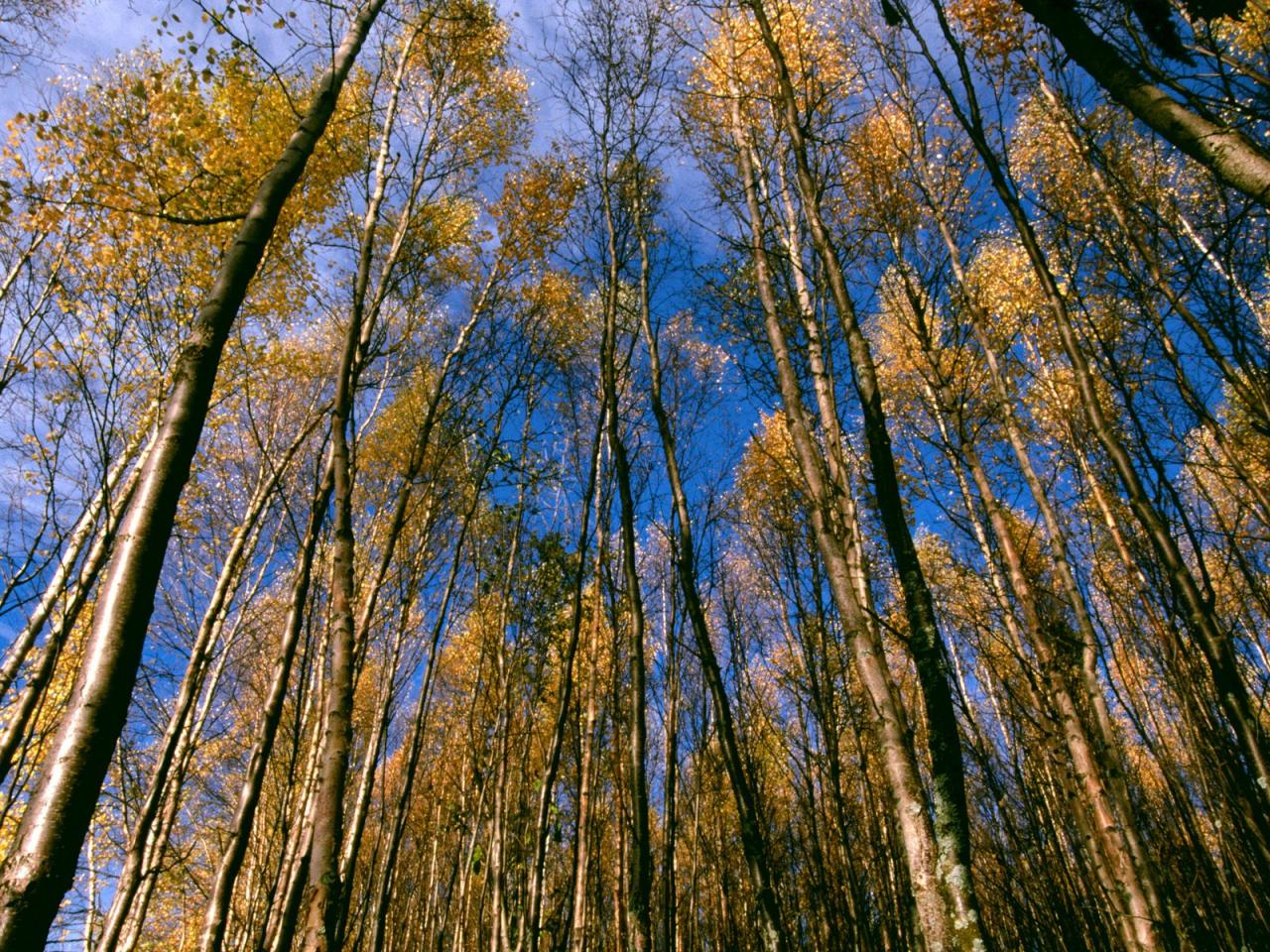 обои Autumn Aspens, Hidden Lake, Alaska фото