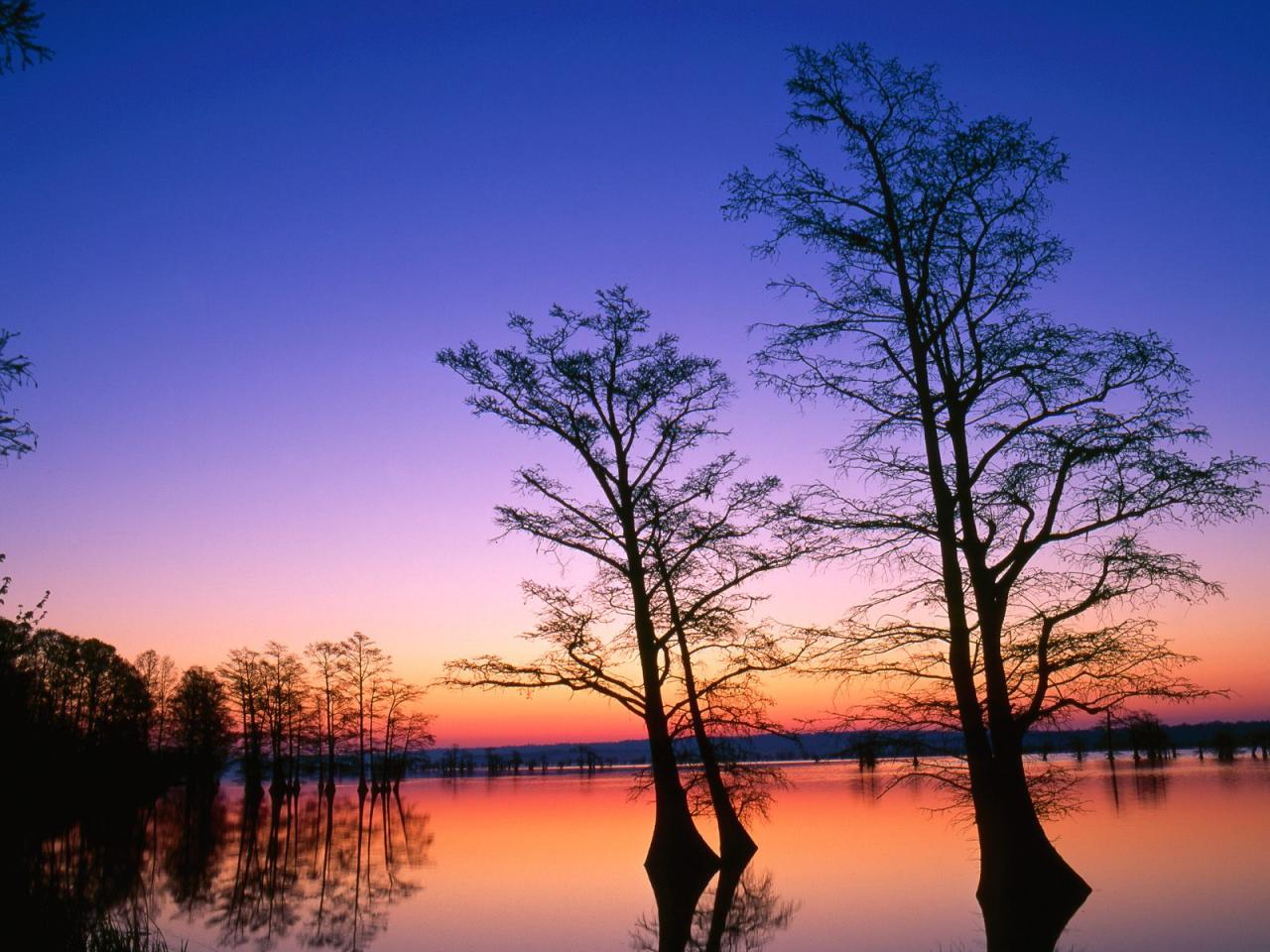 обои Bald Cypress Trees at Sunrise фото